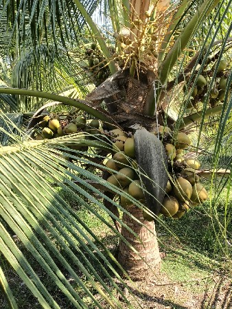 થંબનેલ 3