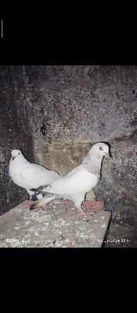 થંબનેલ 2