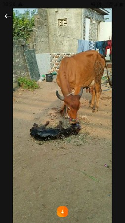 ગાય  વેચવાની બીજું વેતર વાણી છે