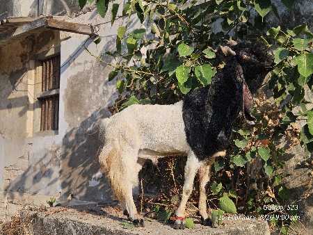 થંબનેલ 2