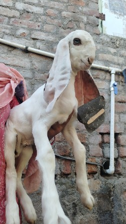 થંબનેલ 2