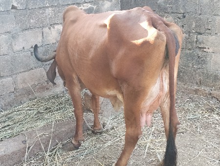 ગાય વેચવાની છે