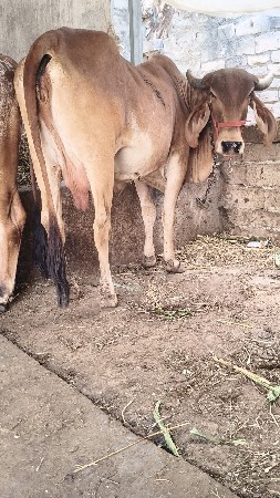 દેસી હોડકી વેચવાની છે