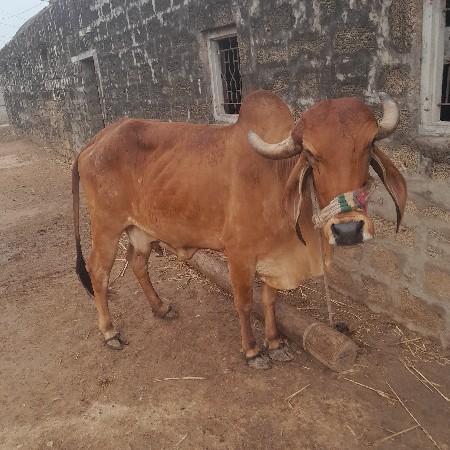 થંબનેલ 3