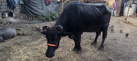ભેંસ વેચવાની છે