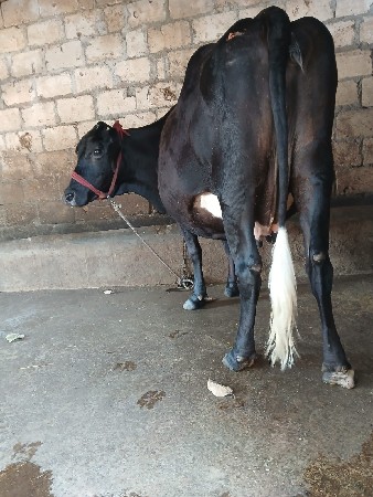 ગાય વેચવાની છે