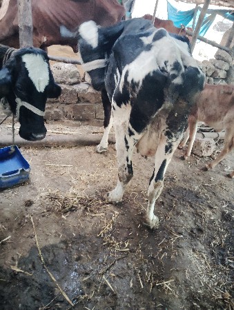 hf ગાય  વેચવાની છે