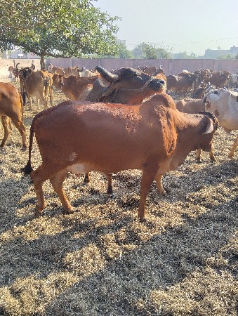 ગાય વેચવાની એક મયનાનીવારશે વીયાવાની