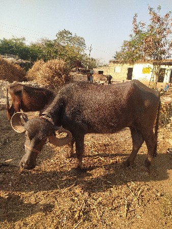 થંબનેલ 3