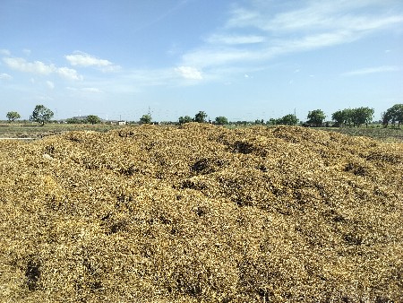 વટાણા ભૂકો