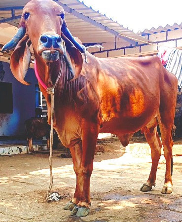 ગીર ગાય વેસવાની સે
