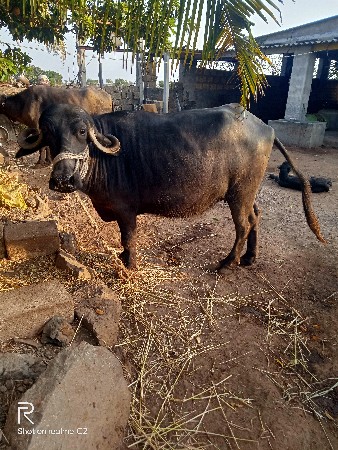 ખડેલી વેચવાની છે