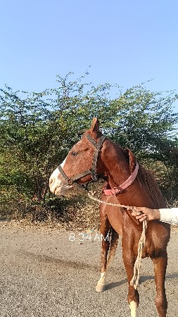 ghodo 2 page sale se bov