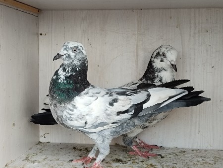 થંબનેલ 2