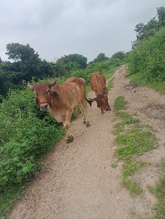 પેલીધરનાછે