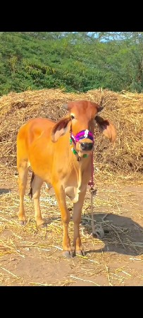 આ ગોઢલો વેચવાનુછે