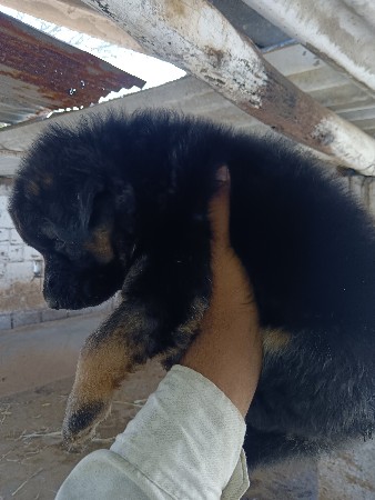 થંબનેલ 3