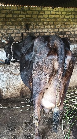 એસેફ ગાય