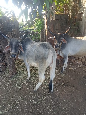 थंबनेल 2