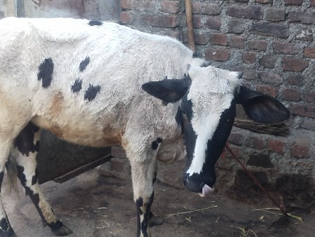 H F હોડકી ફિક્સ 12000