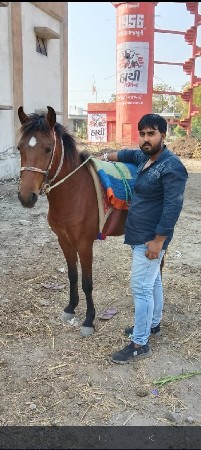 સધંણ ઘોડી ના સાટા કરવા ના સે