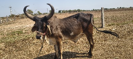 थंबनेल 2