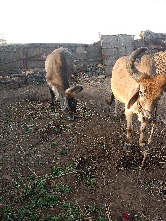 થંબનેલ 2