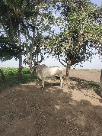 થંબનેલ 2