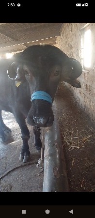 બીજું હેતલ ટોપી કારેલી દોઢ મહિનાની