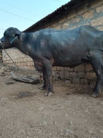 થંબનેલ 3