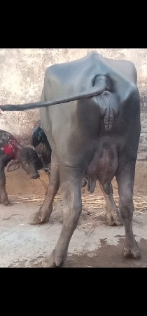 थंबनेल 2