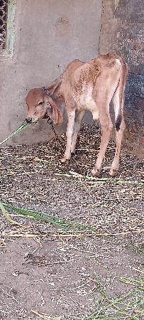 थंबनेल 3