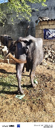 વેચવાની છે