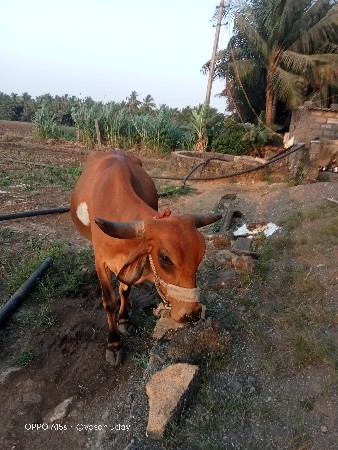 ગાય વેચવાની છે.