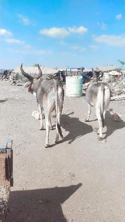 થંબનેલ 2