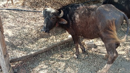 थंबनेल 2