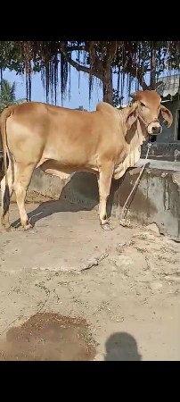 હોડકી વેચાણ