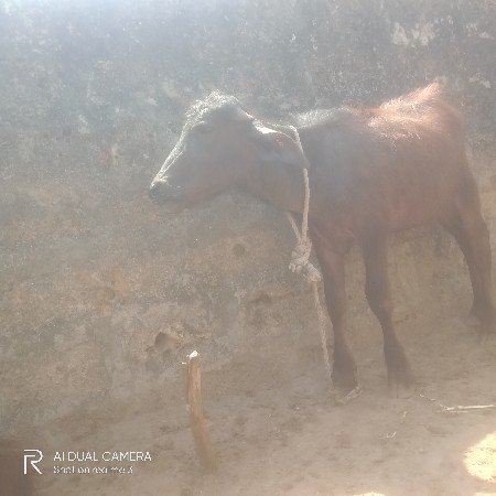 थंबनेल 3