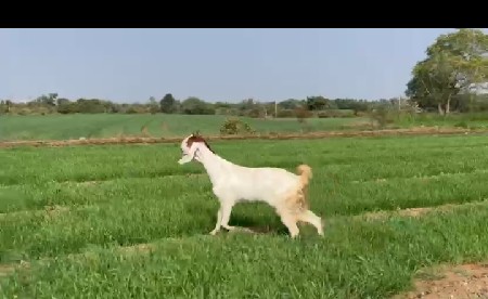 થંબનેલ 3