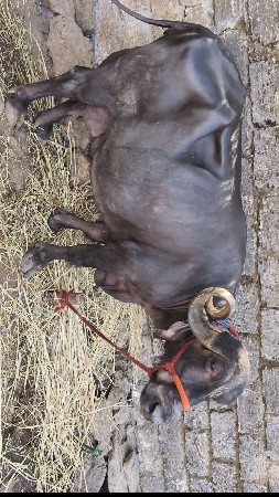 ભેંસ વેચવાની છે