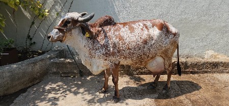 ગાય વેચવાની છે