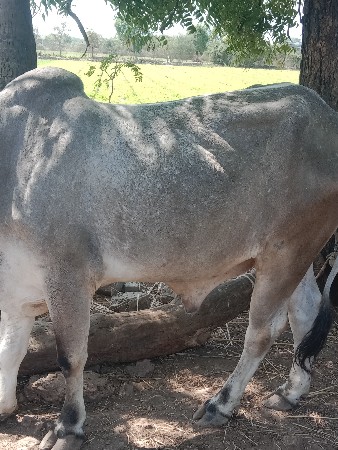 થંબનેલ 3