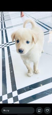 પોમેરિયન પપ્પી વેચવાના છે