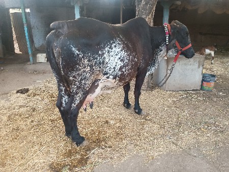 ગીર ક્રોસ ગાય વેચવાની છે