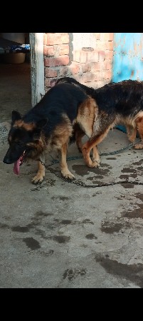 જર્મન શેફર્ડ મેલ ત્રણ વર્ષનો