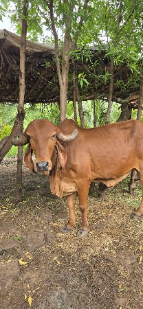 થંબનેલ 3