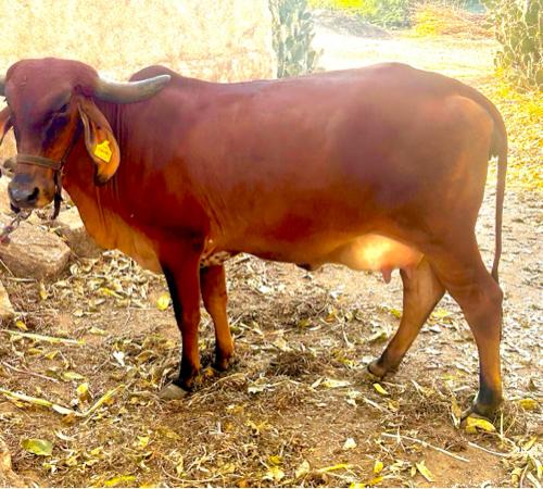 દેશી ગાય પેલું વેતર