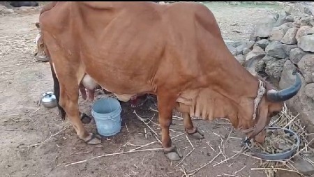 થંબનેલ 2