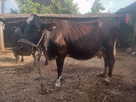 થંબનેલ 3