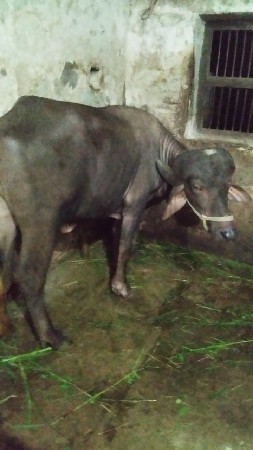 થંબનેલ 3